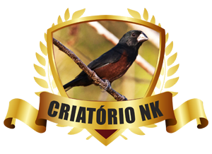 Contato | Criatório NK - Curió Praia Clássico - Paranaguá/PR